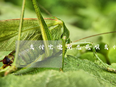 支付宝逾期无花呗(支付宝逾期无花呗)