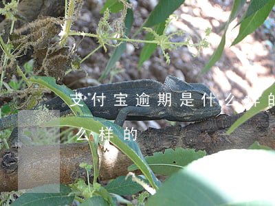 支付宝逾期是什么样的界面（支付宝逾期是什么样的）