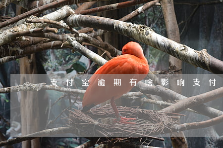 支付宝逾期有啥影响 支付宝逾期会影响