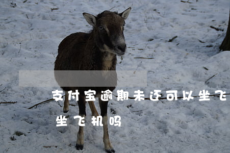 支付宝逾期未还可以坐飞机吗(支付宝逾期能坐飞机吗?)