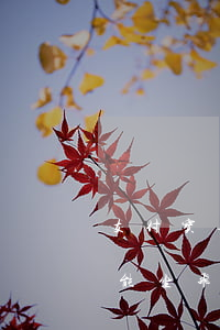 支付宝逾期未还能买飞机票吗(支付宝逾期不能坐飞机吗)