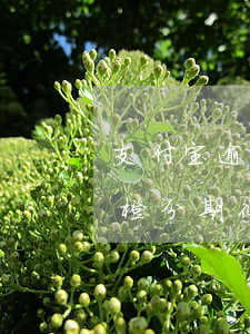 支付宝逾期橙分期征信能过吗-支付宝逾期橙分期征信能过吗