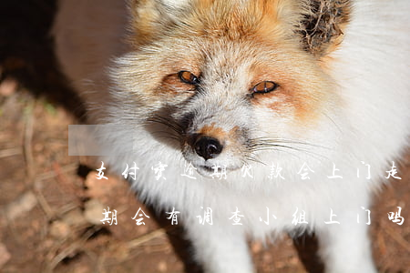支付宝逾期欠款会上门走访吗(支付宝欠款逾期会有调查小组上门吗?)