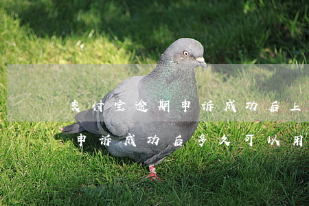 支付宝逾期申诉成功后(上支付宝的网贷逾期申诉成功后多久可以用花呗)