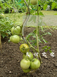 支付宝逾期真会坐牢么(支付宝逾期犯法吗?)