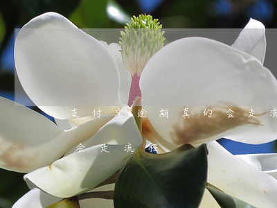 支付宝逾期真的会走流程吗(支付宝逾期多久会走流程)