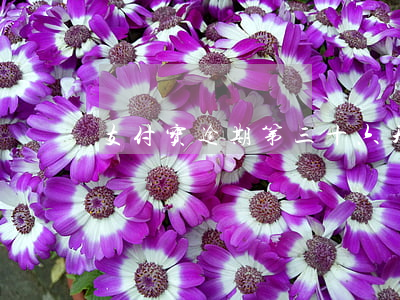 支付宝逾期第三十六天