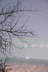 支付宝逾期算不算黑户-支付宝逾期会黑户吗