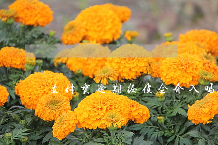 支付宝逾期经侦会介入吗（支付宝逾期报经侦）