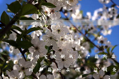 支付宝逾期联系户籍所在地(支付宝逾期说完到户籍所在地上门调查)