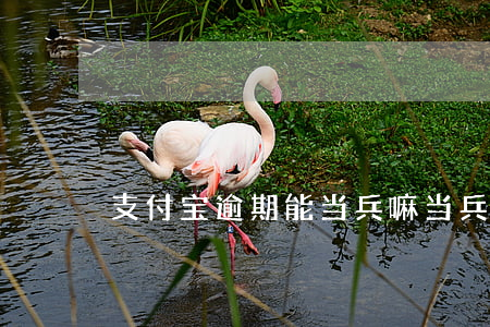 支付宝逾期能当兵嘛(当兵的不能用支付宝吗)