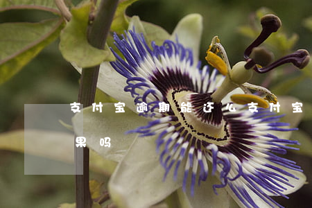支付宝逾期能还么(支付宝逾期不还有什么后果吗)