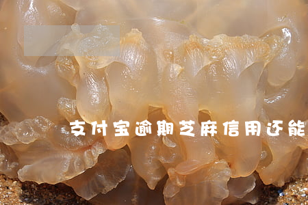 支付宝逾期芝麻信用还能提高吗