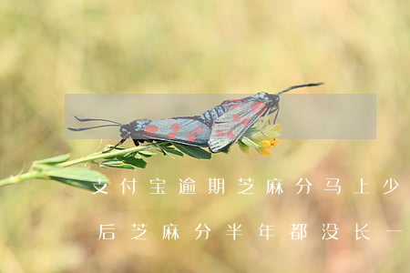 支付宝逾期芝麻分马上少 支付宝逾期一次以后芝麻分半年都没长一次