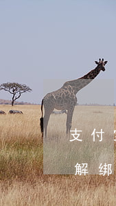 支付宝逾期解绑银行卡还扣钱吗(支付宝逾期解绑银行卡还会扣款吗)