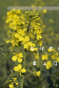 支付宝逾期说下午上门(支付宝逾期十几天说要上门)