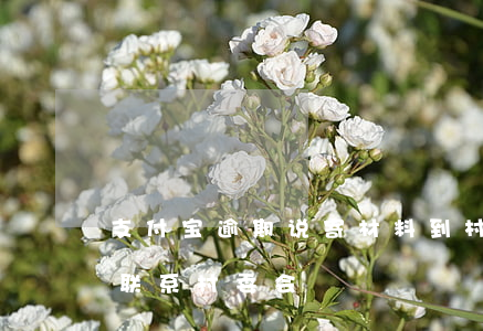 支付宝逾期说寄材料到村委(支付宝逾期说要联系村委会)