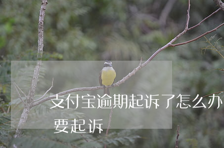 支付宝逾期起诉了怎么办（支付宝逾期为什么要起诉）