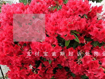 支付宝逾期起诉处罚金(支付宝逾期起诉处罚金)