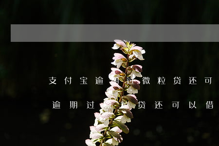 支付宝逾期过微粒贷还可以借到吗-支付宝逾期过微粒贷还可以借到吗安全吗