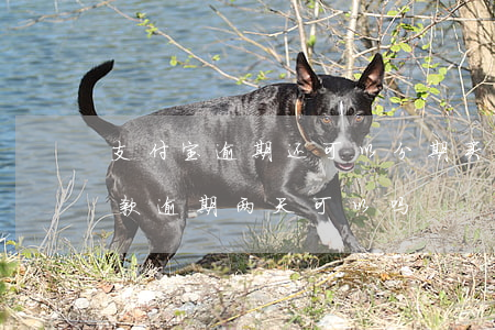 支付宝逾期还可以分期买房吗(支付宝分期付款逾期两天可以吗)