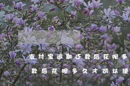 支付宝逾期还款后花呗多久-支付宝逾期还款后花呗多久才可以使用