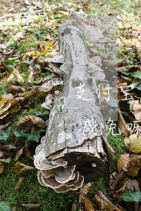 支付宝逾期还款有减免嘛(支付宝逾期还款有减免嘛)
