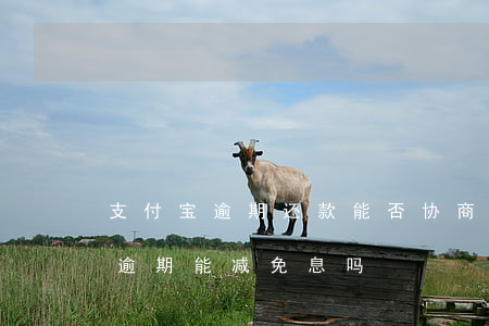 支付宝逾期还款能否协商减免利息-支付宝逾期能减免息吗