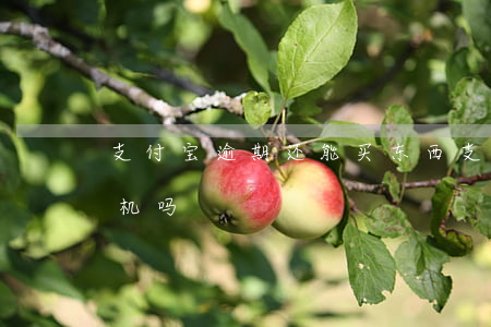 支付宝逾期还能买东西（支付宝逾期可以买手机吗）