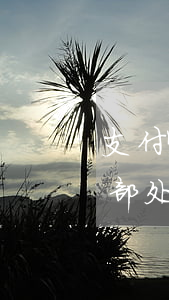 支付宝逾期还能分期车么-支付宝有逾期,全部处理了,能分期买车吗