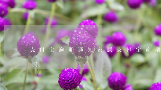 支付宝逾期通知家属(支付宝逾期会通知家人吗)