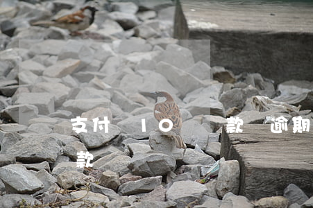 支付寶10號還款會逾期嗎 支付寶逾期后還款