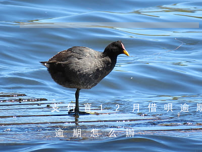 支付寶12月借唄逾期-支付寶12月借唄逾期怎么辦