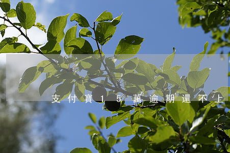 支付寶15萬逾期還不上(支付寶25萬逾期)