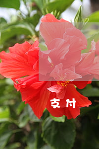 支付寶1688逾期了(支付寶逾期8萬半年)