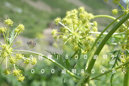 支付寶1800逾期900多天 欠支付寶2000逾期800多天
