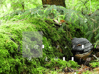 支付寶2020網(wǎng)貸逾期不再慌-支付寶網(wǎng)貸逾期不還違約會越來越高嗎