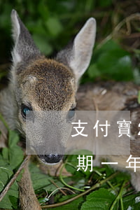 支付寶2萬逾期一年多少利息(支付寶2萬逾期一年多少利息)