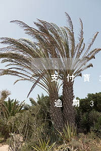 支付寶3000逾期1年（我支付寶2000逾期30天）