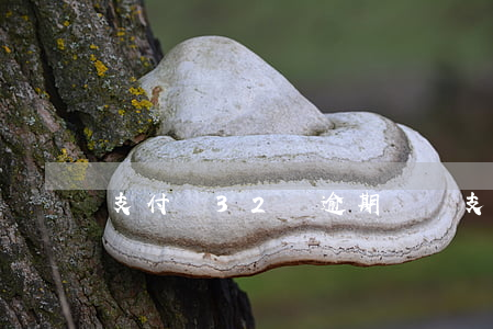 支付寶32個逾期記錄(支付寶的逾期記錄)