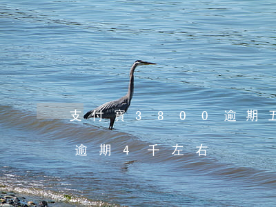 支付寶3800逾期五個(gè)月(支付寶逾期4千左右)