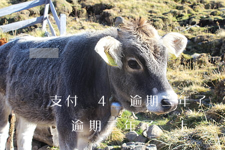 支付寶4萬逾期三年了會上門嗎-支付寶4萬逾期三年了會上門嗎知乎