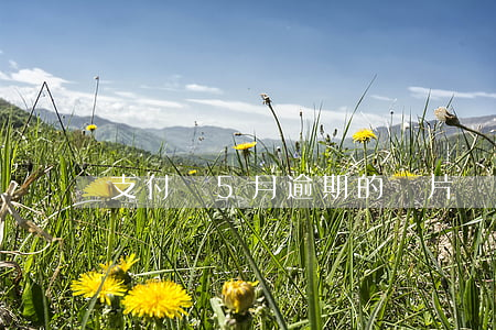 支付寶5月逾期的圖片