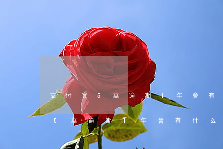 支付寶5萬逾期1年會有什么問題-支付寶5萬逾期1年會有什么問題嗎