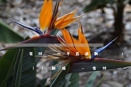 支付寶一千五逾期兩個(gè)月會(huì)翻倍嗎-支付寶一千五逾期兩個(gè)月會(huì)翻倍嗎知乎