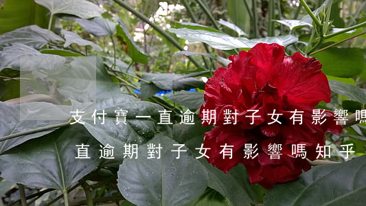 支付寶一直逾期對子女有影響嗎-支付寶一直逾期對子女有影響嗎知乎