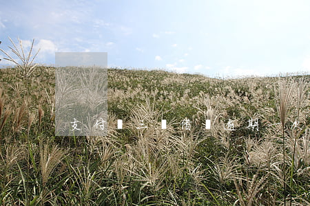 支付寶三筆借唄逾期一次