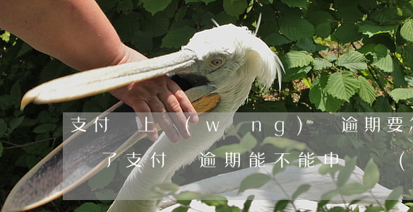 支付寶上網(wǎng)貸逾期要怎樣能整沒了（支付寶逾期能不能申請網(wǎng)貸）