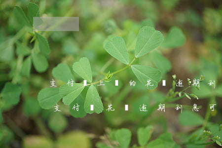 支付寶上買的花唄逾期利息能超過本金嗎-支付寶花唄逾期利息可以免嗎