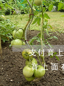 支付寶上顯示逾期的網(wǎng)貸(支付寶上面有網(wǎng)貸逾期記錄)